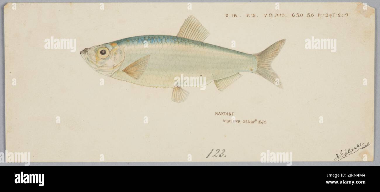 Sardine, 1870, by Frank Edward Clarke. Stock Photo