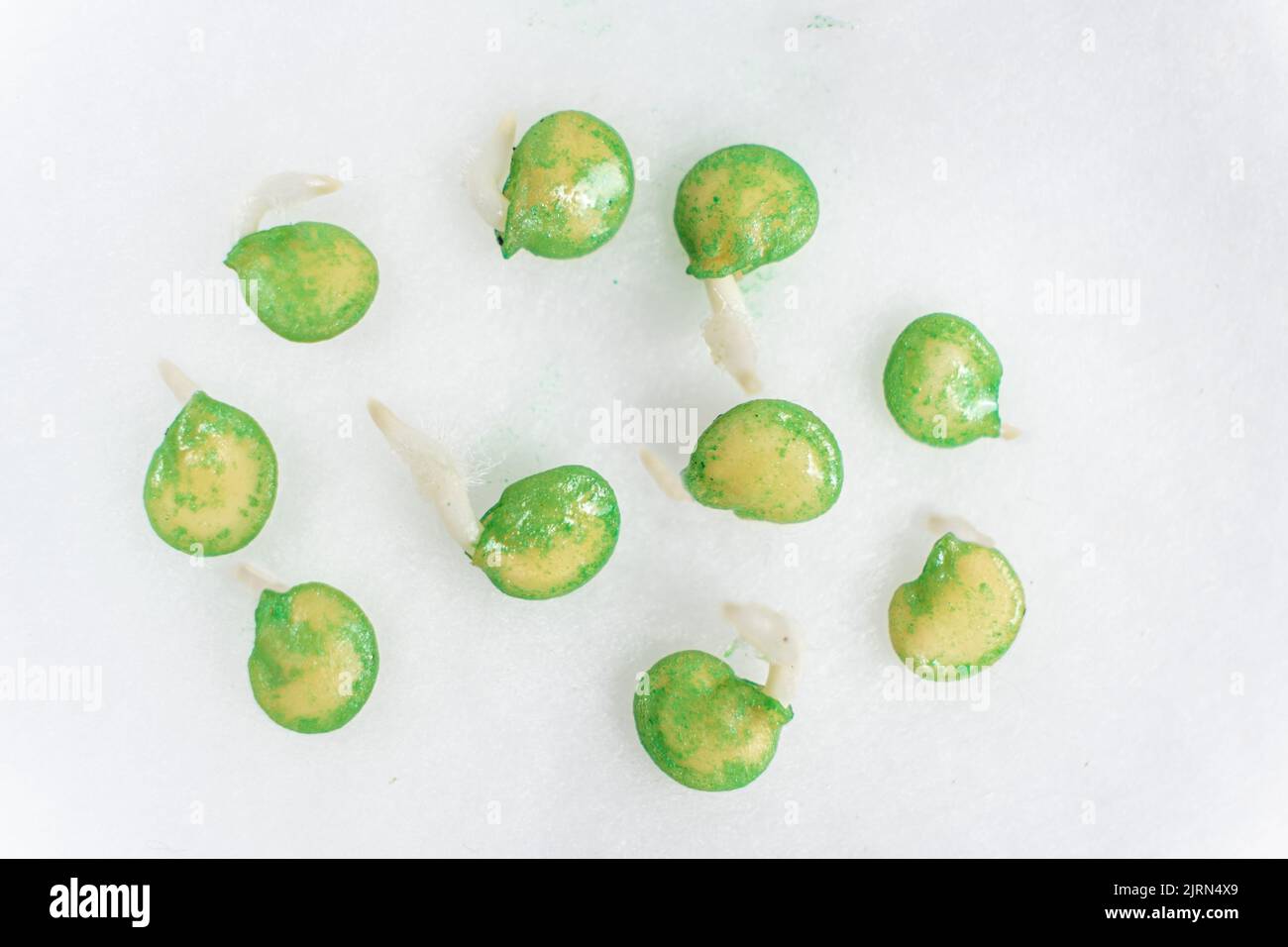 Growing peppers from seeds. Step 2 the seeds have sprouted Stock