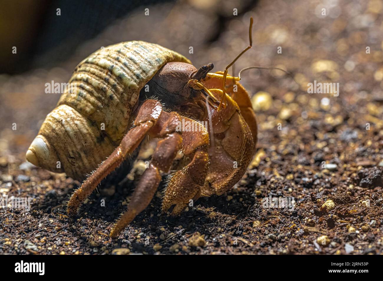 Giant Hermit Crab (Coenobita clypeatus) Stock Photo