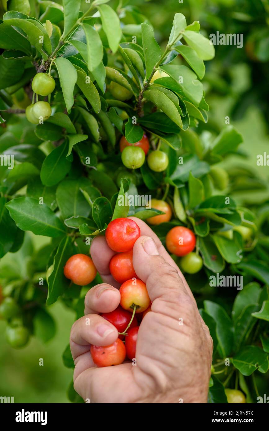 Acerola organic fruit being harvested manually. Brazilian agriculture. Stock Photo