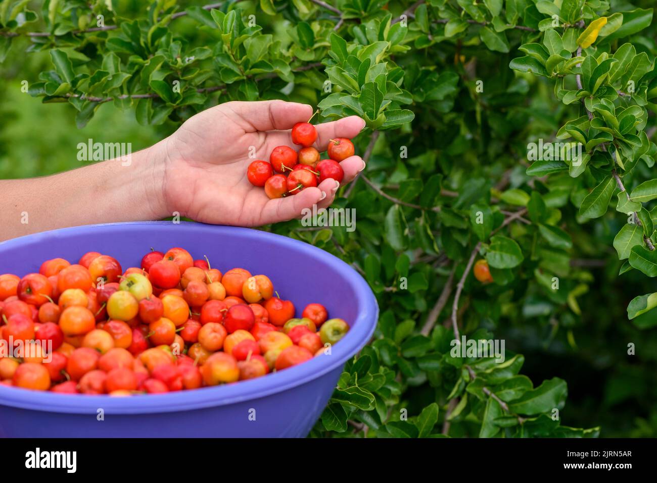 Acerola fruit being picked by hand and placed in a purple plastic bowl. Stock Photo