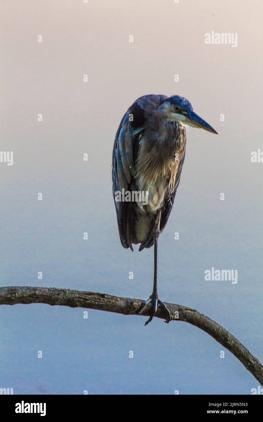 Great Blue Heron Standing Onelegged on a tree branch, Antrim Lake
