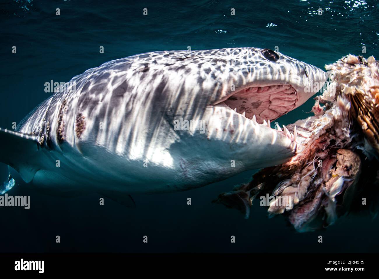 The mako shark reaches for its meal.California, US: THIS PHOTO showing a shark ripping its bloody meal to shreds would terrify most people yet these m Stock Photo