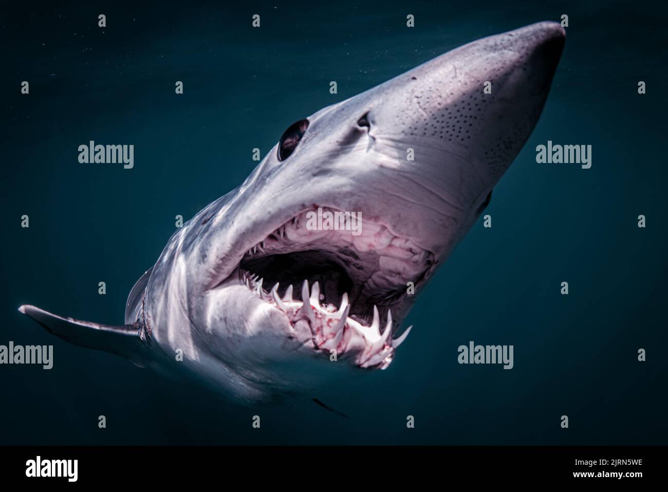 They are short finned sharks. California, US: THIS PHOTO showing a shark ripping its bloody meal to shreds would terrify most people yet these misunde Stock Photo