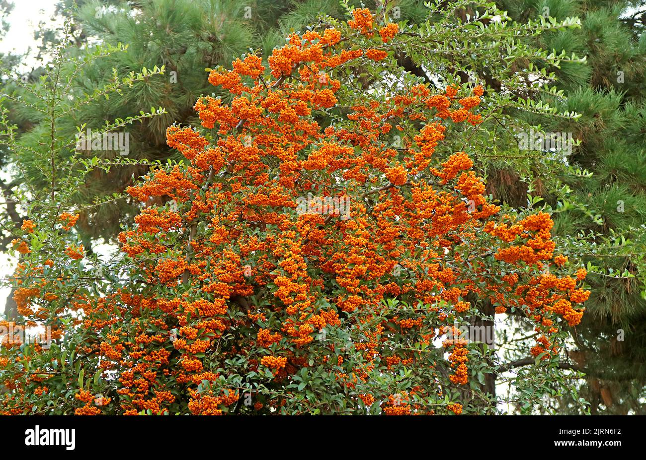 Bunches of Vivid Orange Berries of Firethorn or Pyracantha Growing on the Fence Stock Photo