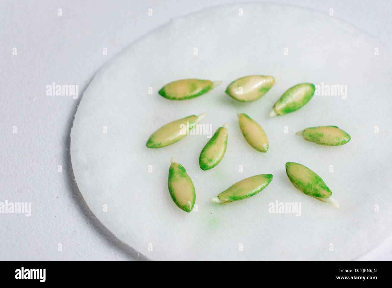 Growing cucumbers from seeds. Step 2 the seeds have sprouted Stock Photo Alamy