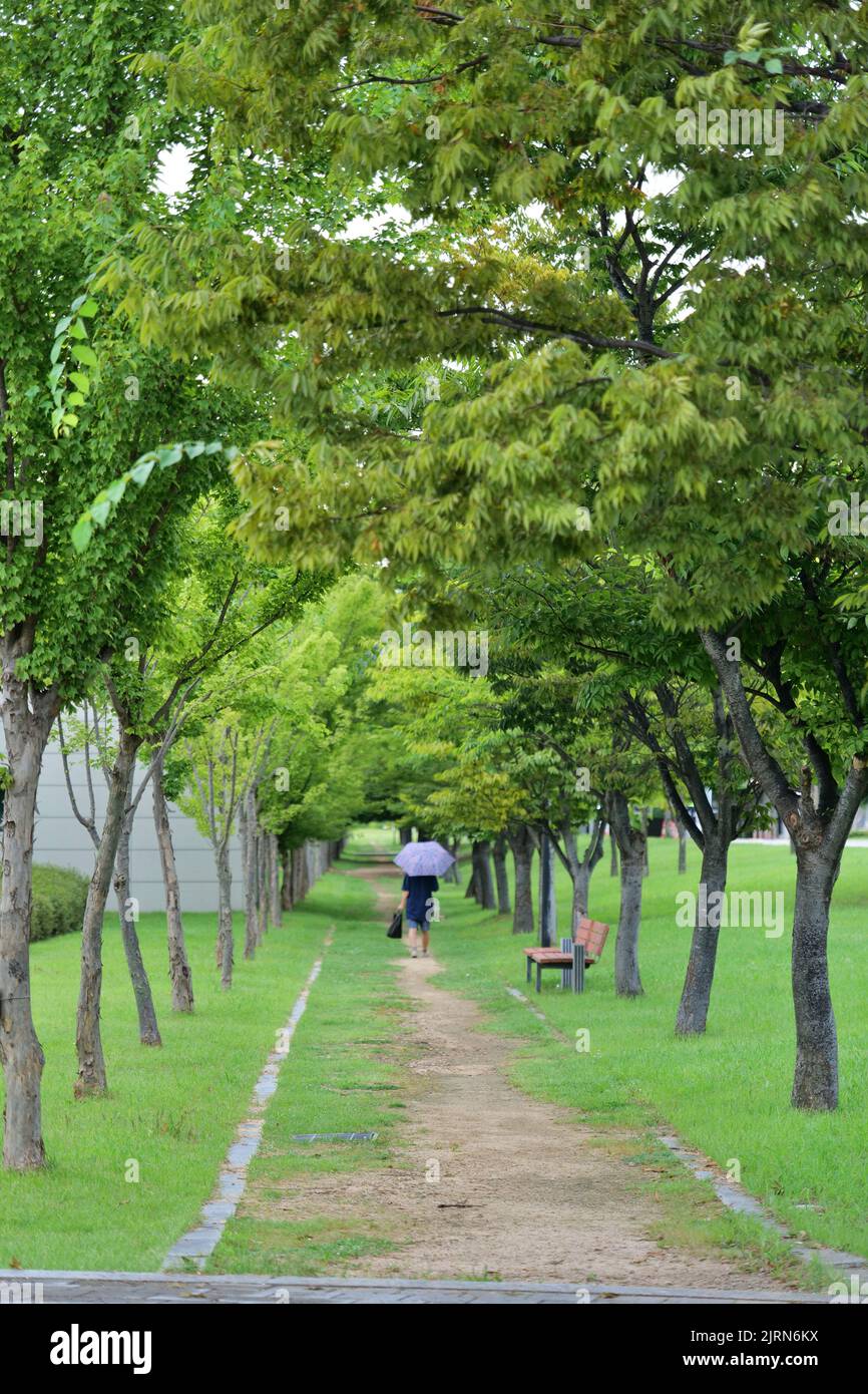 beautiful tree path Stock Photo - Alamy