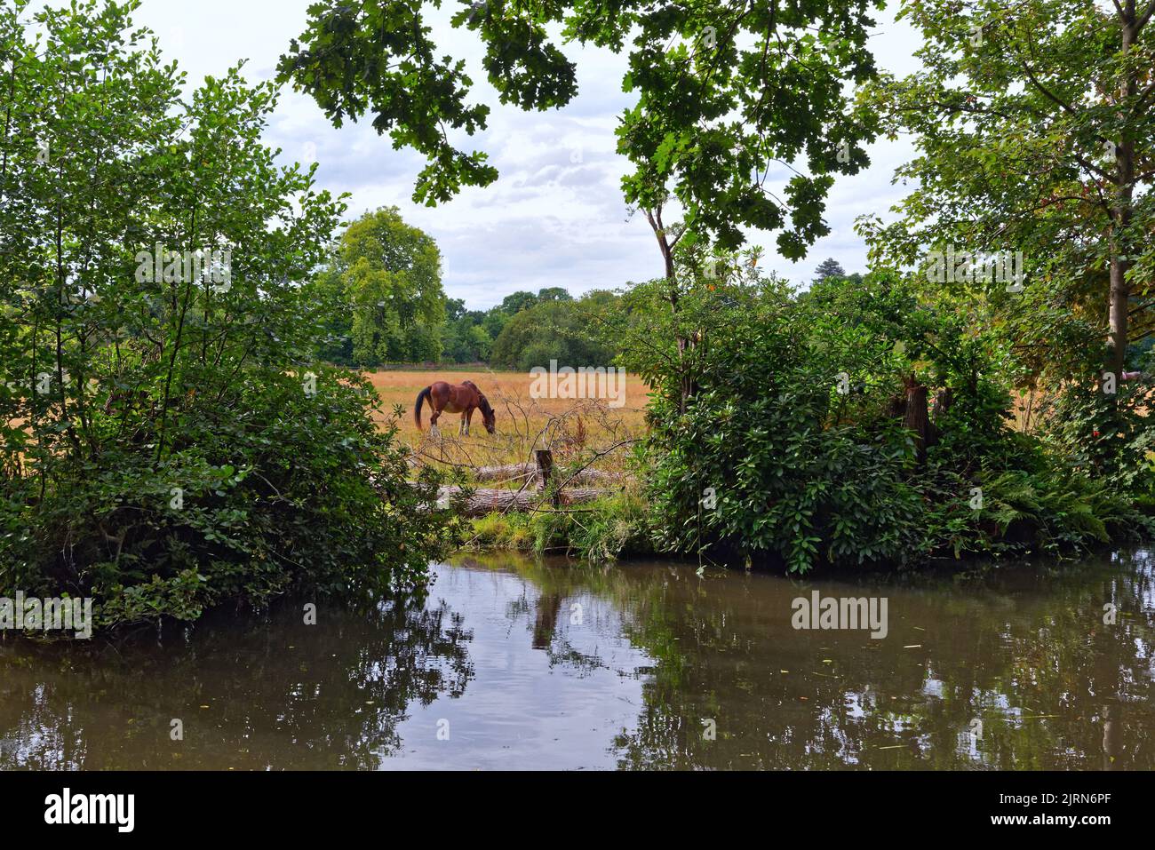 A solitary horse grazing in a meadow by the River Wey navigation canal on a summers day Byfleet Surrey England UK Stock Photo
