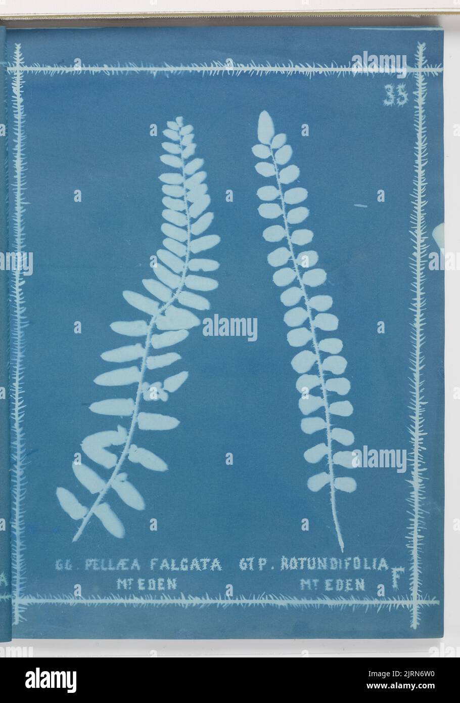 Pellaea falgata, Mount Eden and P. rotundifolia, Mount Eden. From the album: New Zealand ferns. 172 varieties, 1880, Auckland, by Herbert Dobbie. Stock Photo