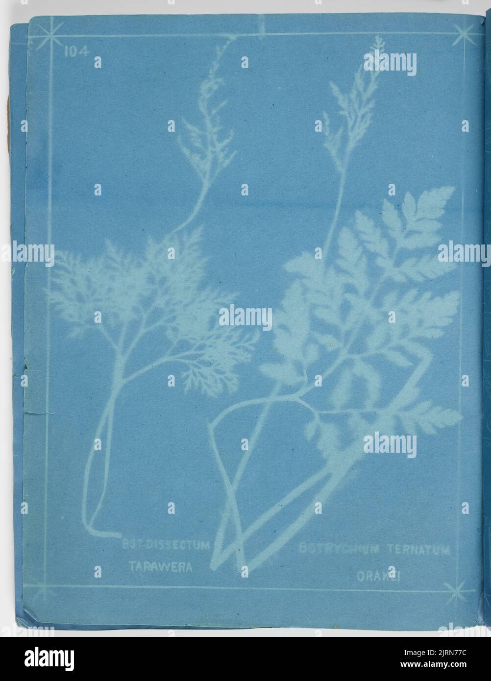 Botrychium dissectum Tarawera and Botrychium ternatum Orakei. From the album: New Zealand ferns. 167 varieties, 1888, Auckland, by Eric Craig, Herbert Dobbie. Stock Photo