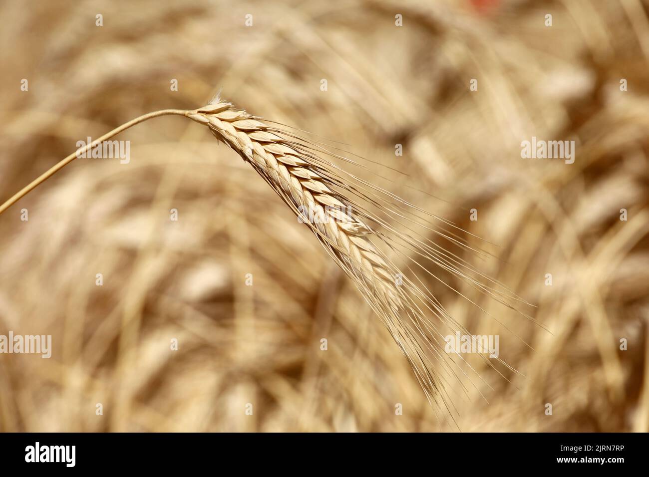 Stalks and ears of wheat on sunny field. Rural scene, background for harvest and agriculture Stock Photo