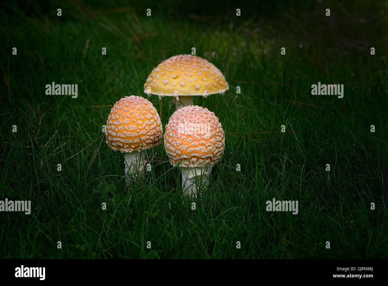 Three mushrooms growing wild in the grass in rural North Carolina Stock Photo