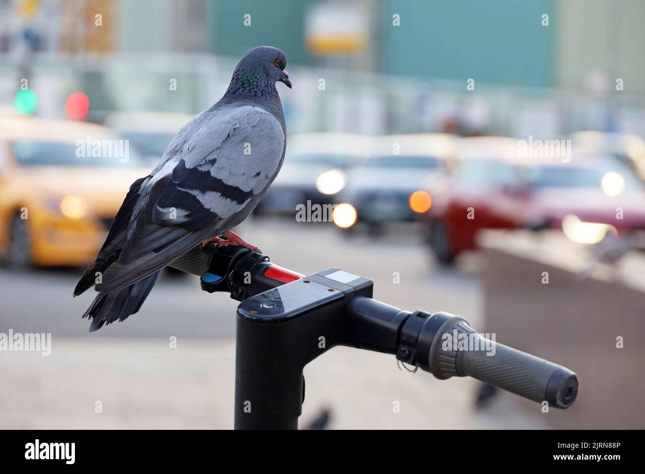 Pigeon sit on handlebar of electric scooters on city street. Dove on blurred cars background, e-scooters rental Stock Photo
