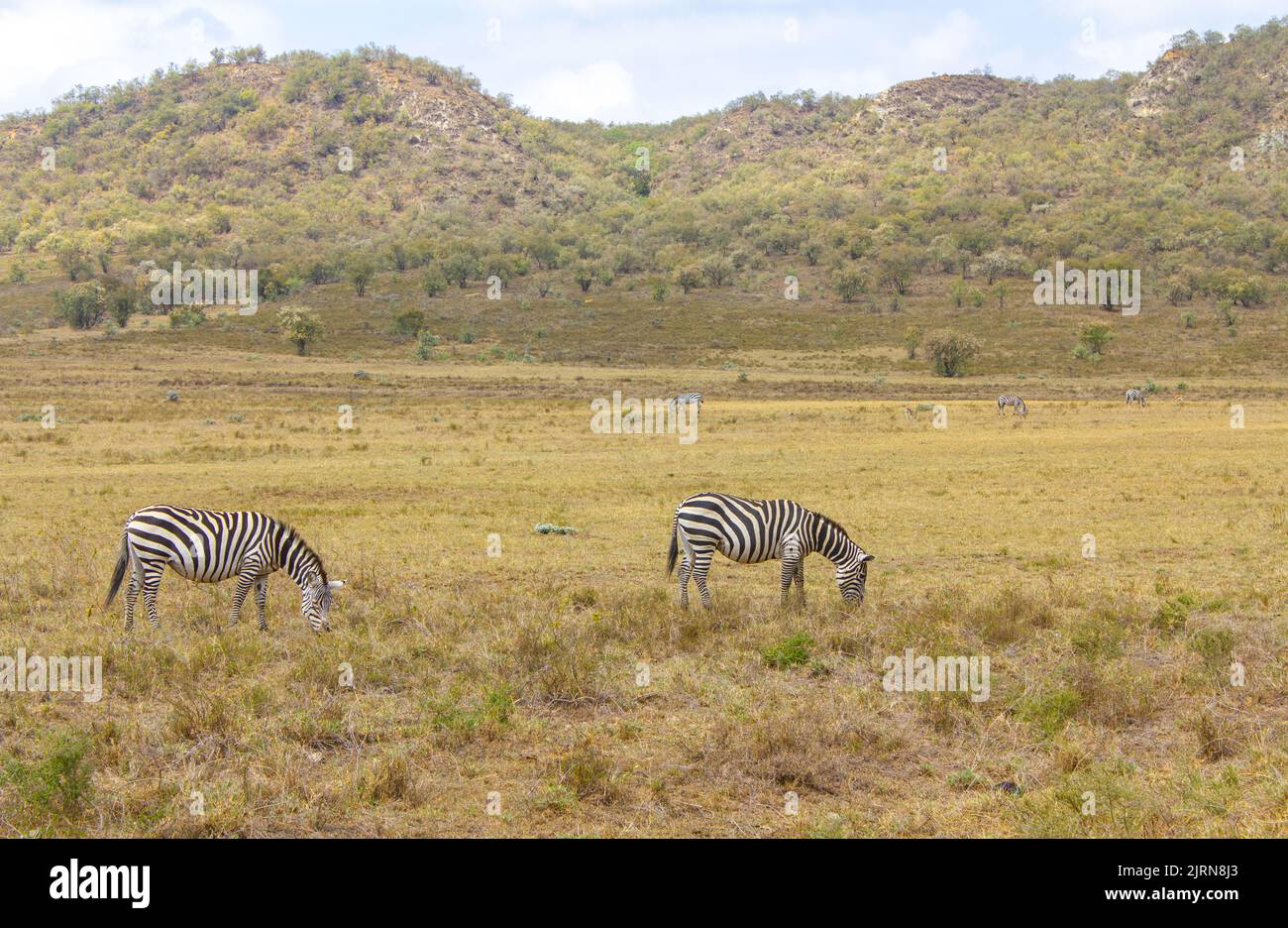 Savannah africa flora and fauna hi-res stock photography and images - Alamy