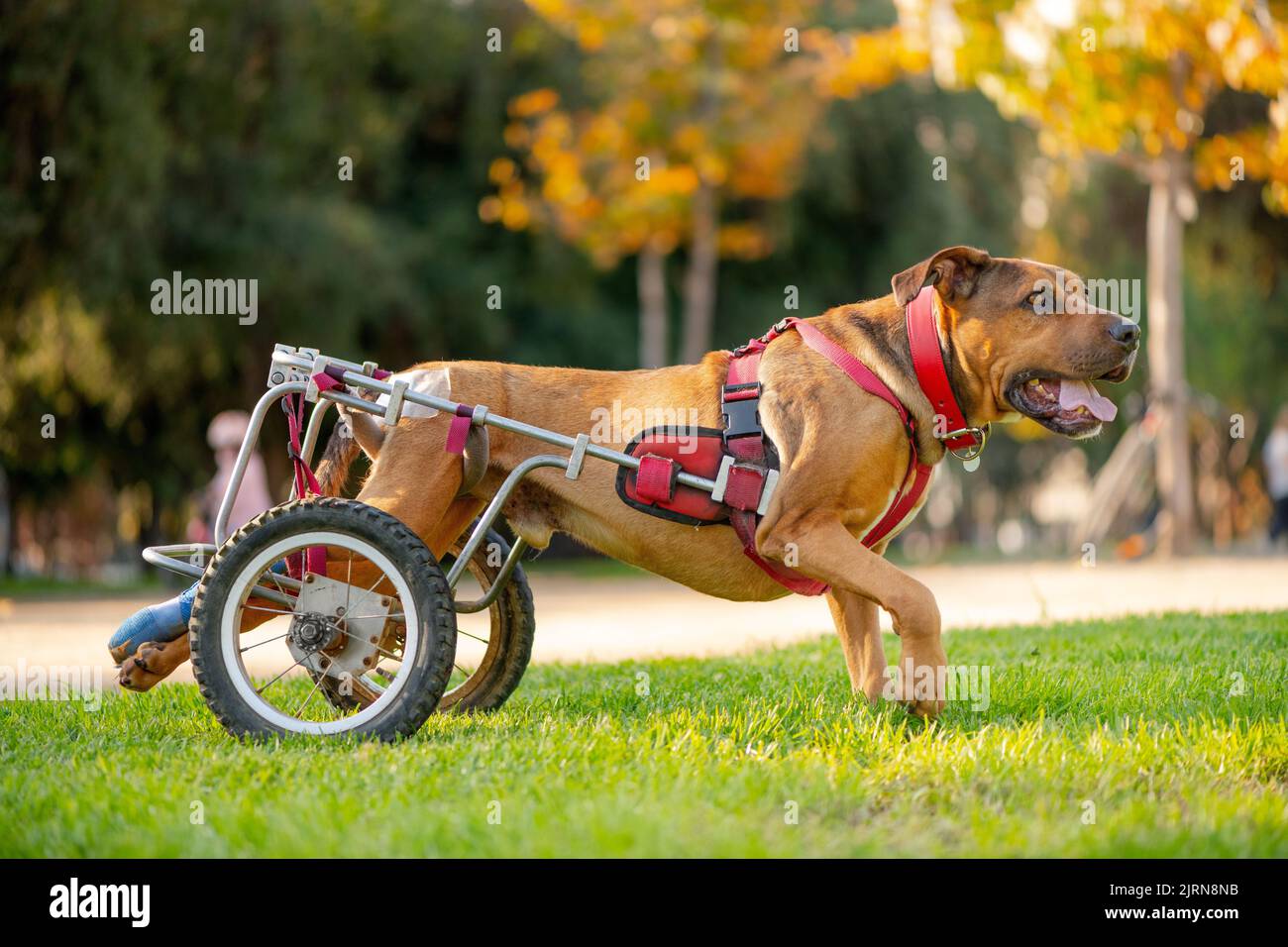 Handicapped dog in wheelchair at a park Stock Photo
