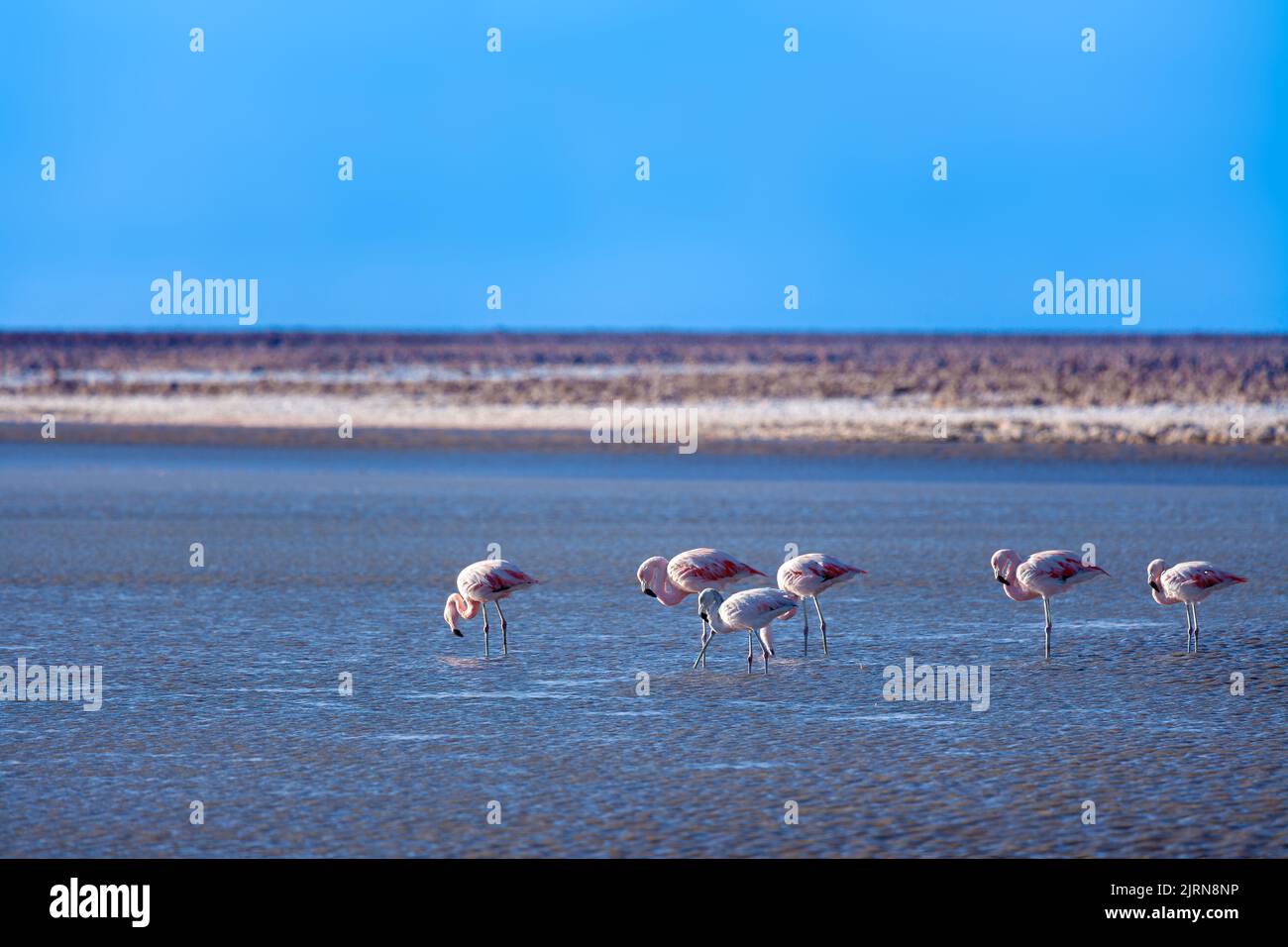 Flamingos at Chaxa lagoon in the middle of the Salar de Atacama (Atacama Salt Lake), Soncor, Atacama desert, Antofagasta Region, Chile, South America Stock Photo