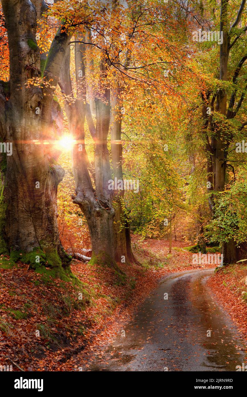 Winding rural road through autumn woodland with sunrise light shining through the wet leaves and tree trunks Stock Photo