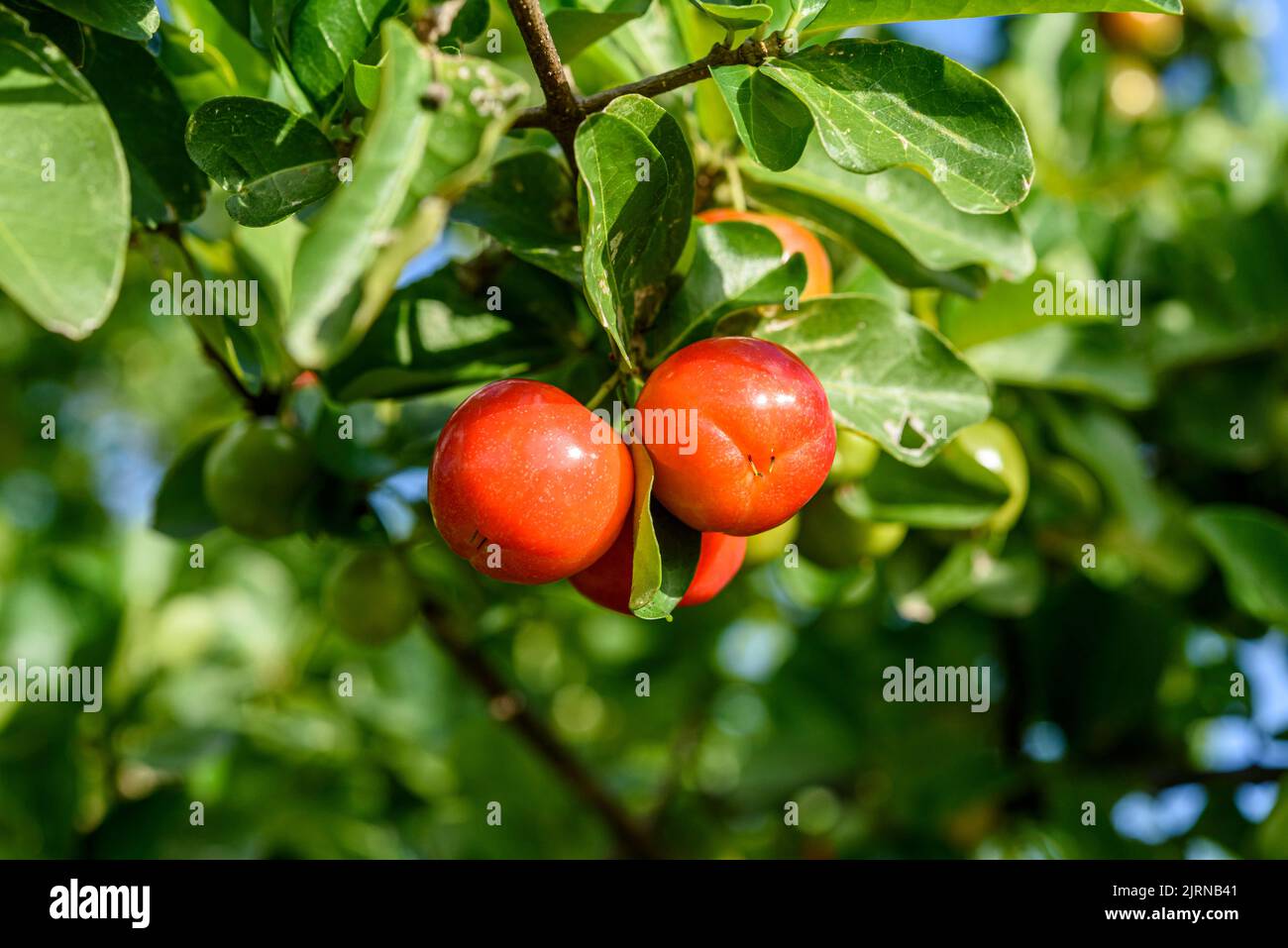 Acerola tree with many ripe fruits. Stock Photo
