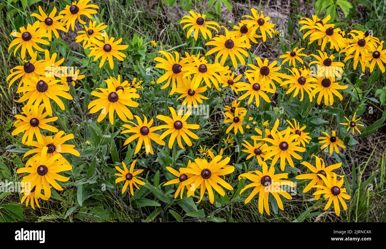 Blackeyed susans growing wild in a ditch on a summer day in St. Croix