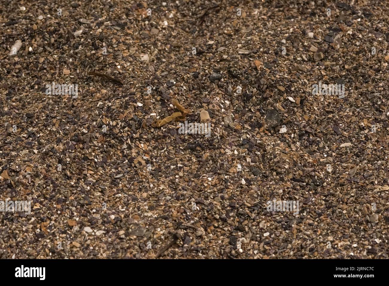 The structure of sea sand, consisting of shells of mollusks on the seashore. Creative vintage background. Stock Photo