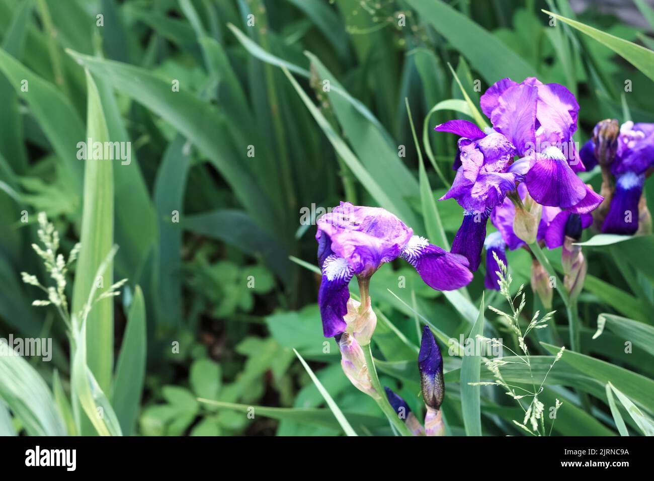 Defocus iris flower. Purple flower petals on green grass background. Close up. Violet Japanese iris flowers Violet and blue iris flowers closeup on gr Stock Photo
