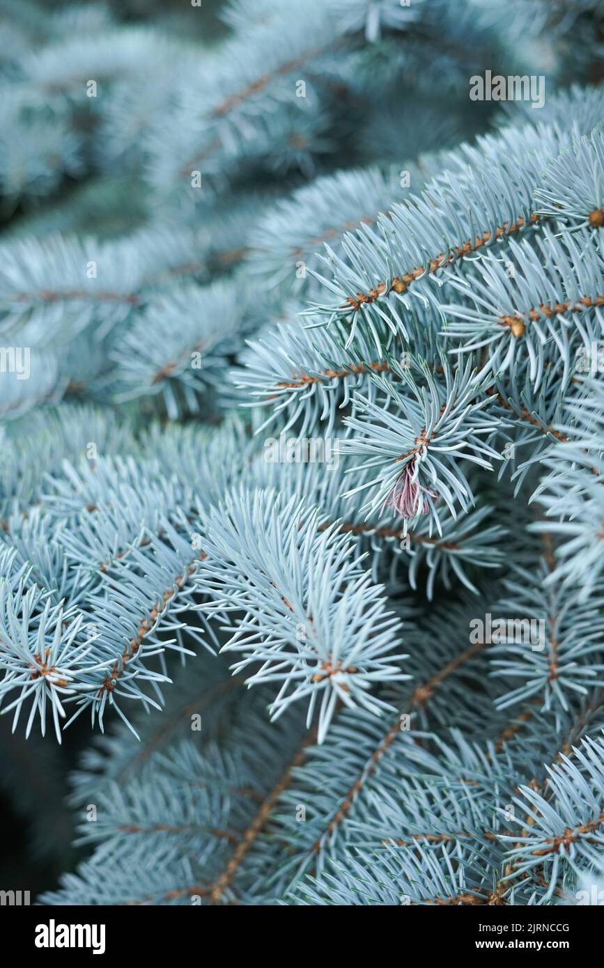 Branches of a coniferous tree. Blue spruce. Creative vintage background. Stock Photo