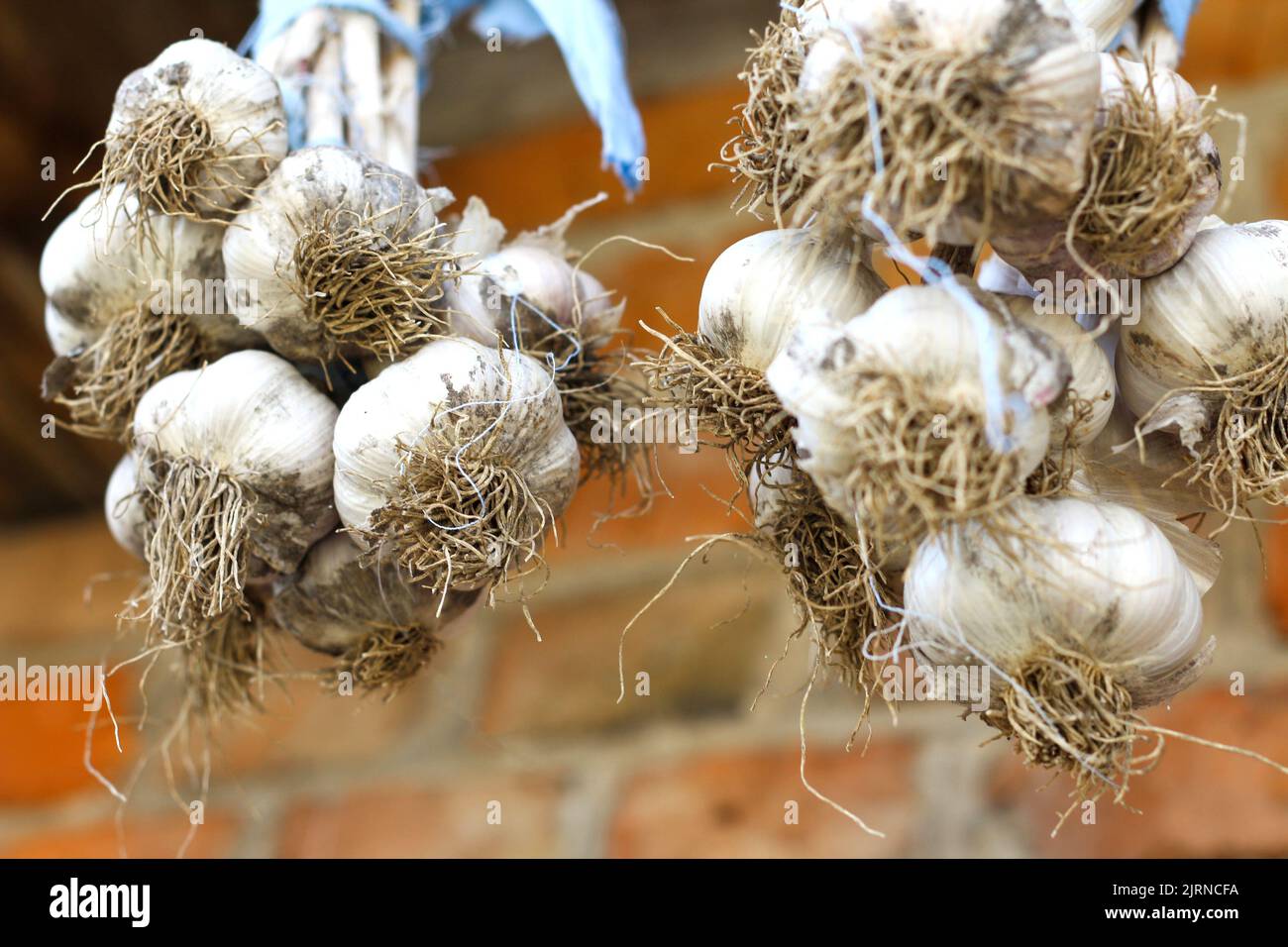 Defocus bunch fo garlic. Garlic cloves and bulb hanging outside