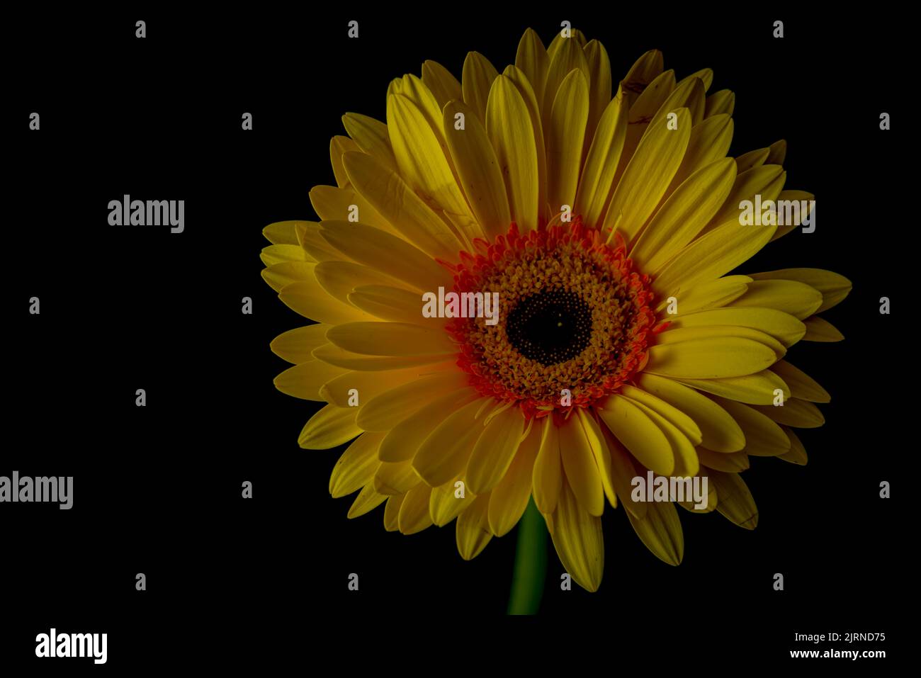 Yellow gerbera daisy bloom with dark black background Stock Photo