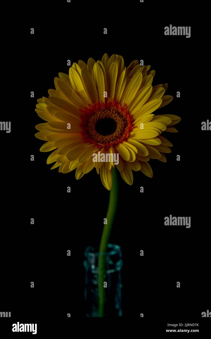 Yellow gerbera daisy bloom with dark black background Stock Photo