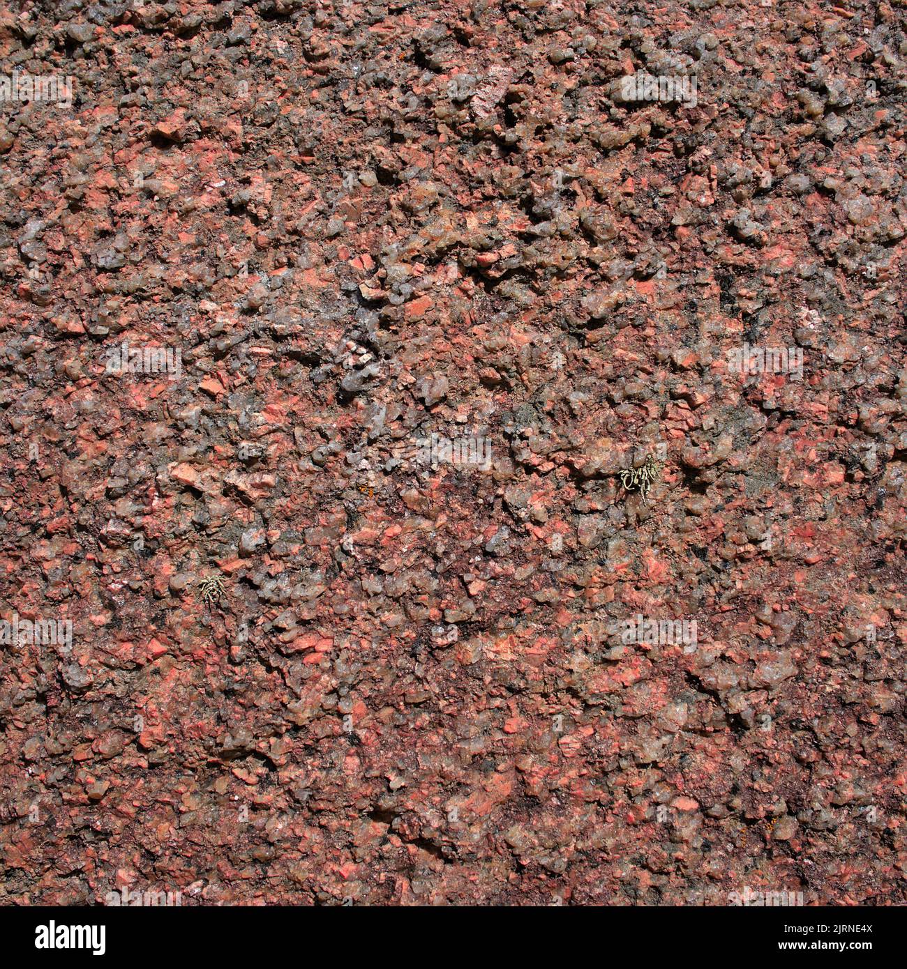 Pink rock texture, pink granite stone from Brittany close up. Cote d