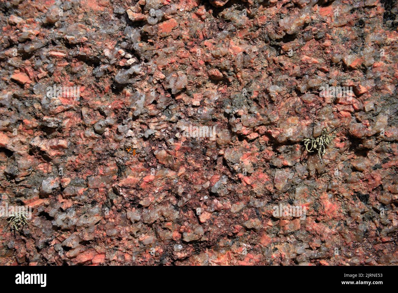 Pink rock texture, pink granite stone from Brittany close up. Cote d