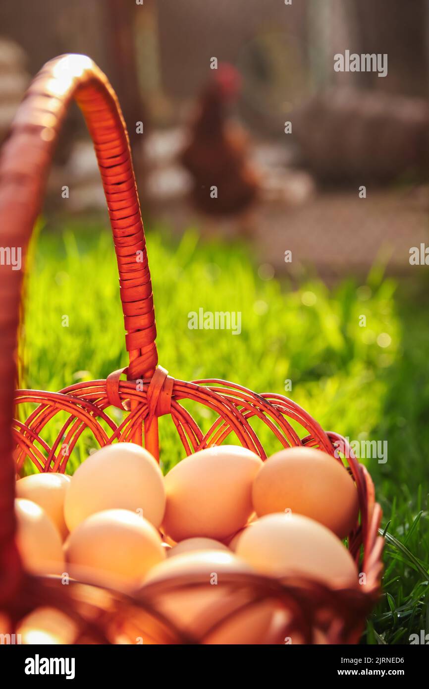 Springti Defocus eggs in basket on farm chicken background. Chicken eggs in ...