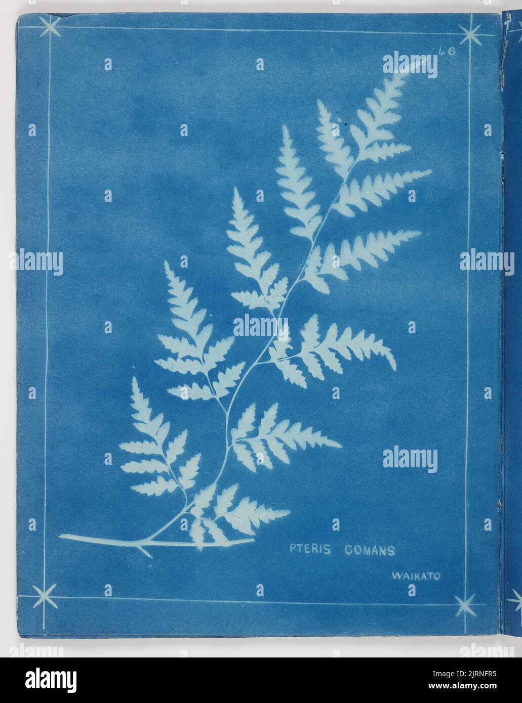 Pteris Comans. From the album: New Zealand ferns. 148 varieties, 1880, Auckland, by Herbert Dobbie. Stock Photo