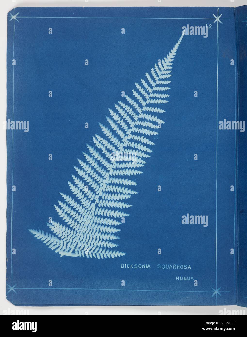 New zealand tree ferns dicksonia hi-res stock photography and images ...