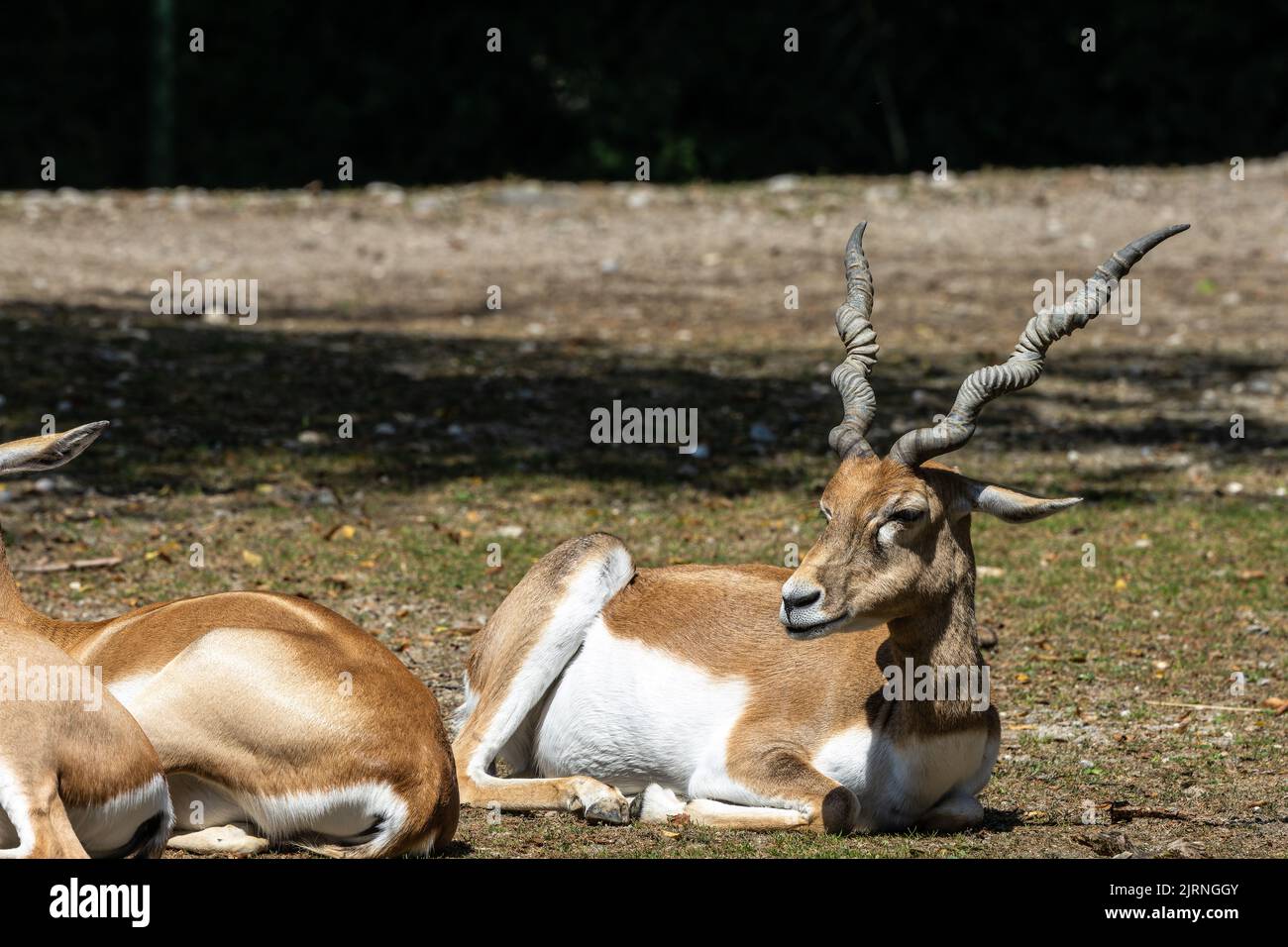 Indian Blackbuck, Antelope cervicapra or Indian antelope. The blackbuck inhabits grassy plains and slightly forested areas. Fast animals, the blackbuc Stock Photo