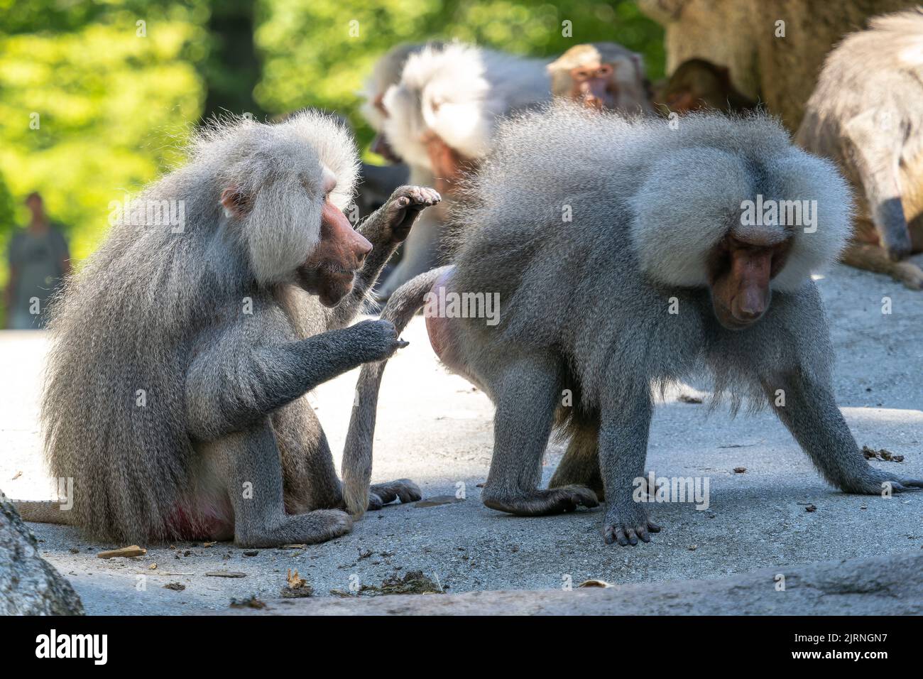 The Hamadryas Baboon Papio Hamadryas Is A Species Of Baboon Being the-hamadryas-baboon-papio-hamadryas-is-a-species-of-baboon-being