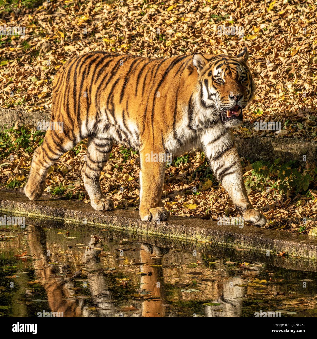 The Siberian tiger,Panthera tigris altaica is the biggest cat in the