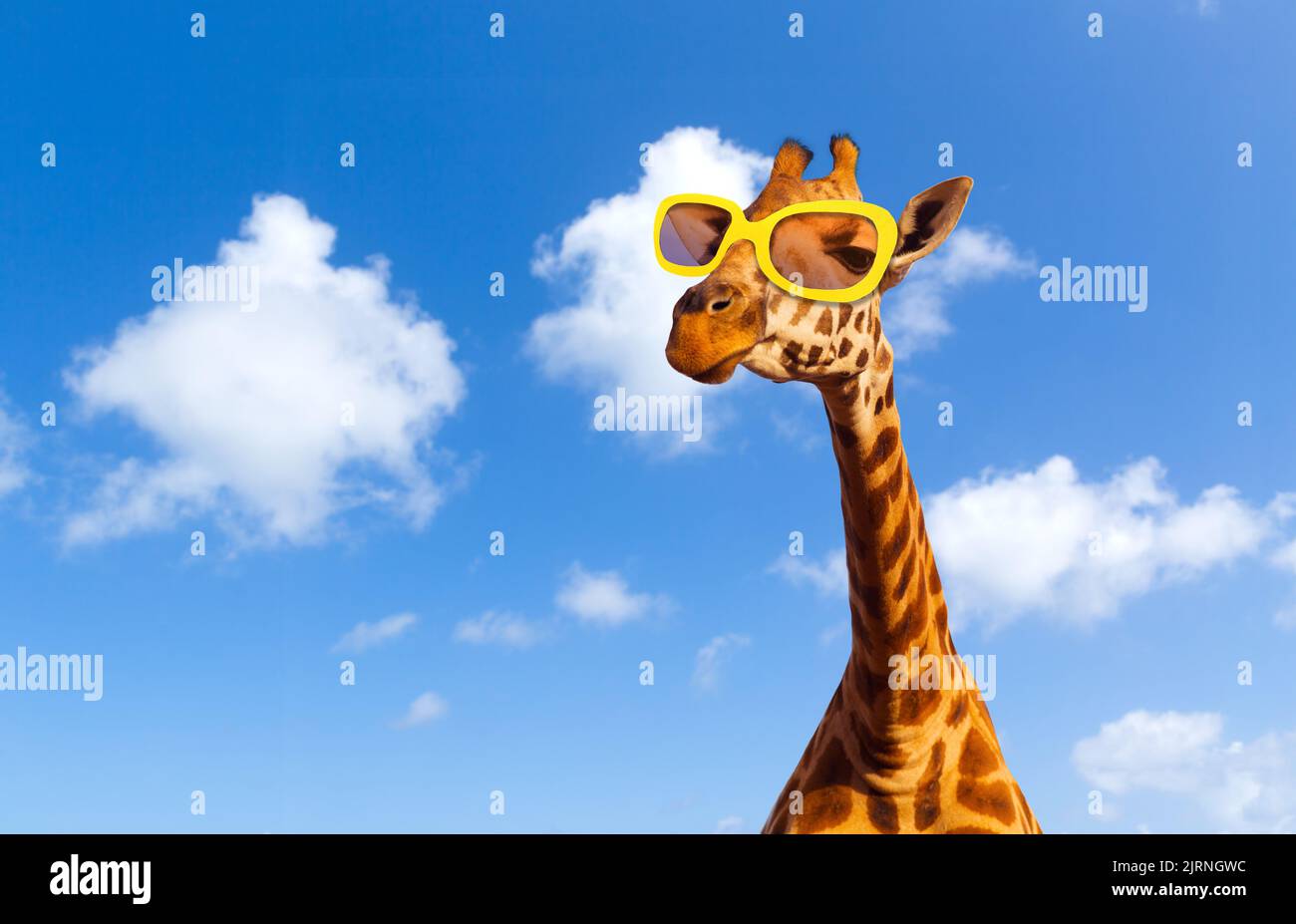 Giraffe Wearing Glasses 