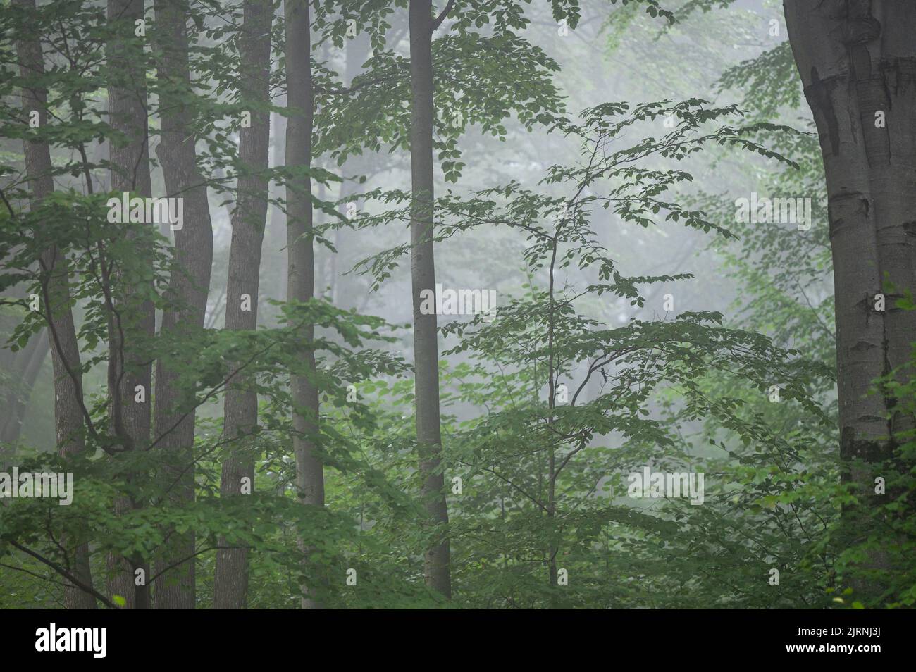Dark, foggy, moody forest. Bieszczady Mts., Carpathians, Poland. Stock Photo