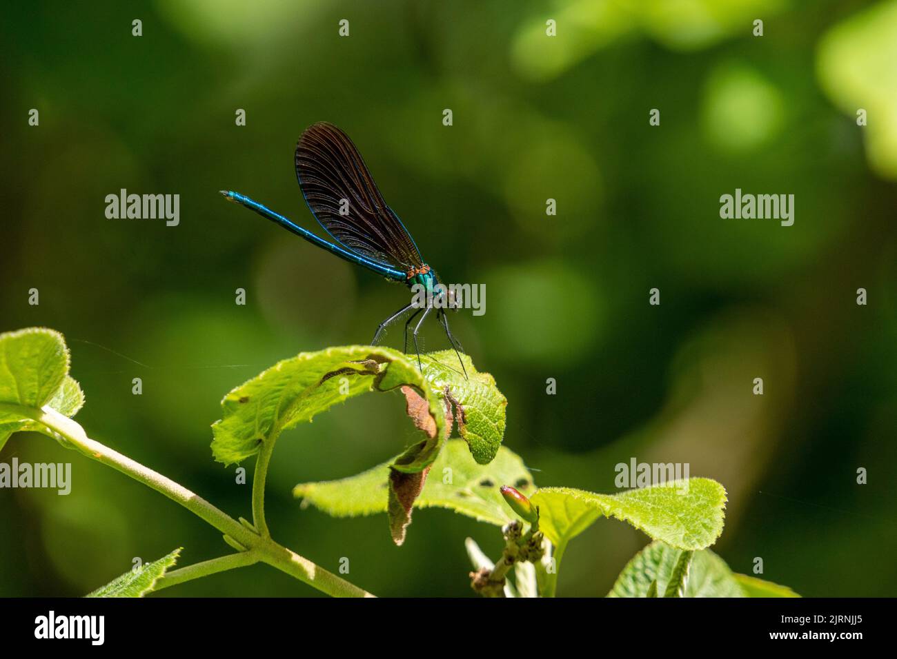 A selective focus shot of a blue Dragonfly on a plant in a park Stock ...