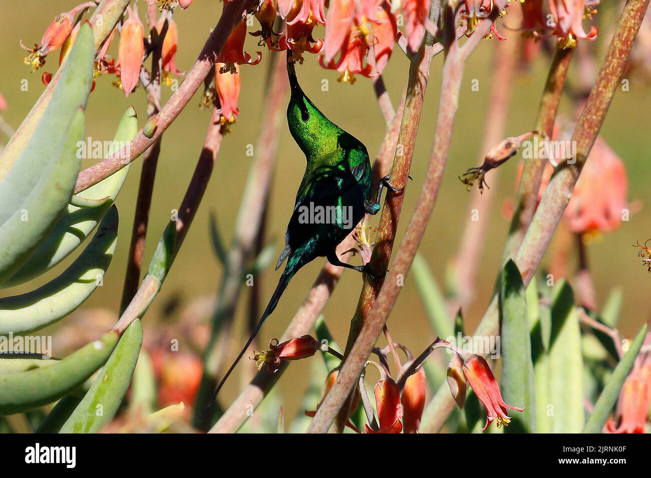 Acrobatic malachite sunbird using its long decurved beak to feed on flowers in a garden in Cape Town Stock Photo