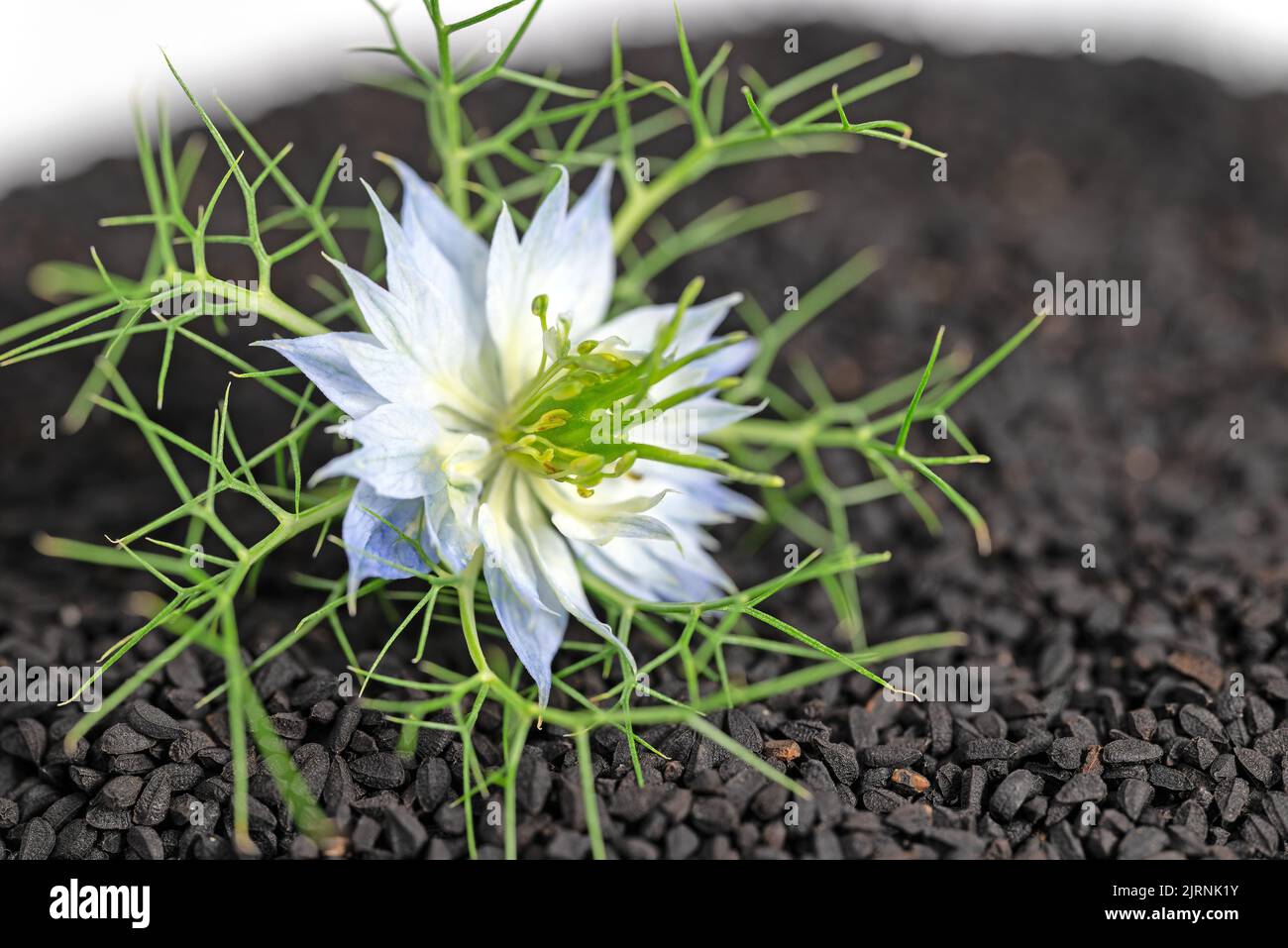 Black cumin seeds, Nigella sativa Stock Photo - Alamy