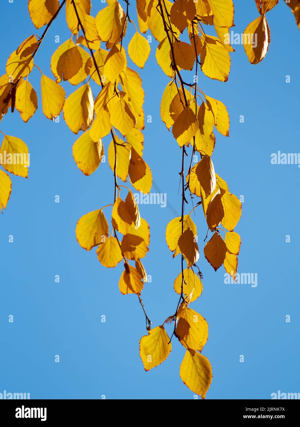 Autumn leaves on a tree branch. autumn photography Stock Photo - Alamy