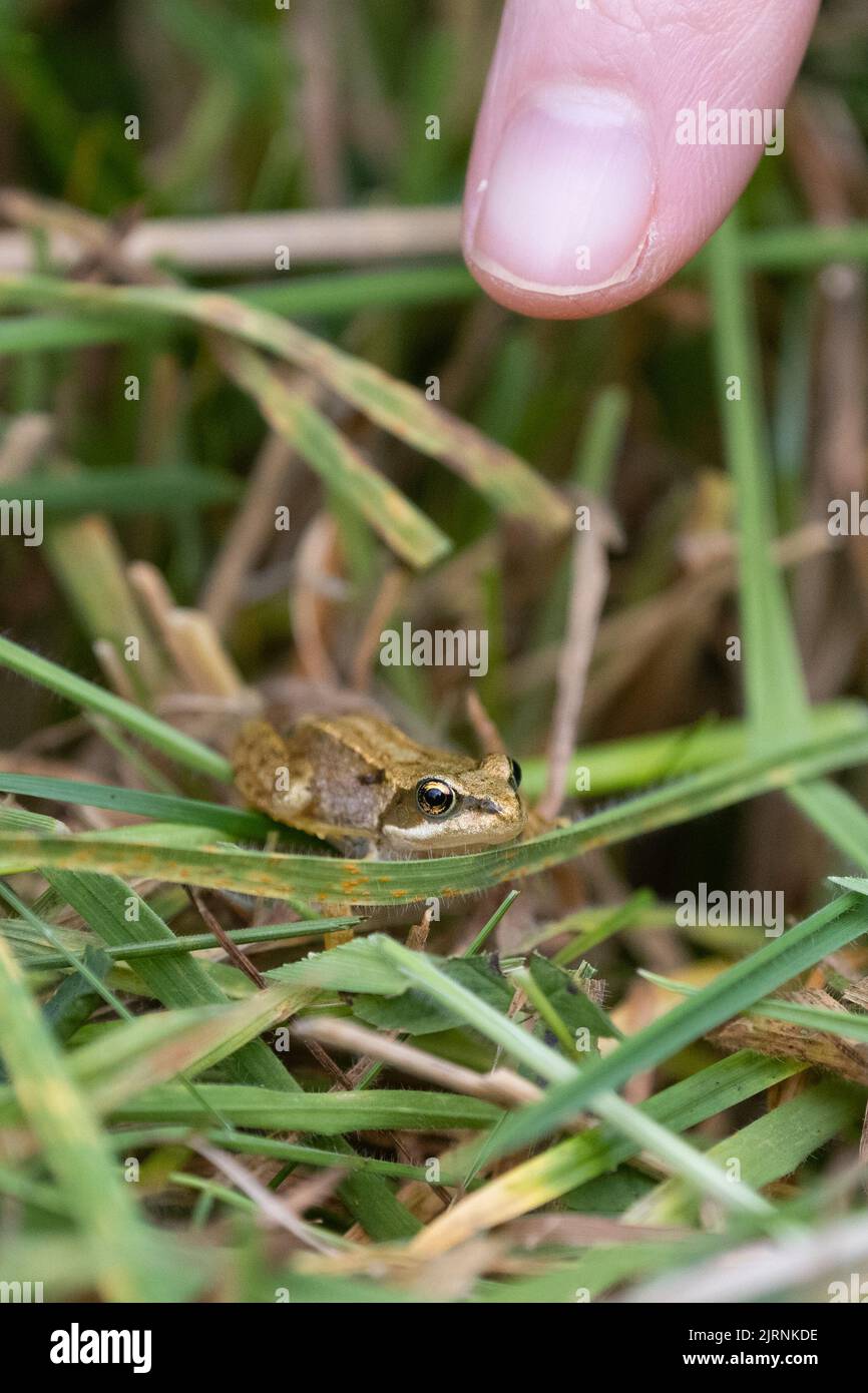 Close escape for a baby common frog (Rana temporaria) hiding in long grass in a lawn near garden pond that is being cut after flowering - UK Stock Photo