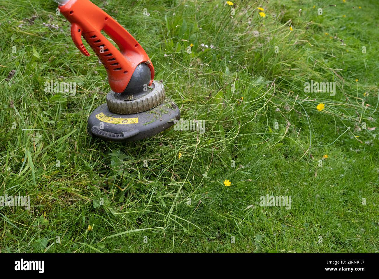 using a strimmer to cut area of lawn that has been allowed to grow long for wildlife - UK Stock Photo