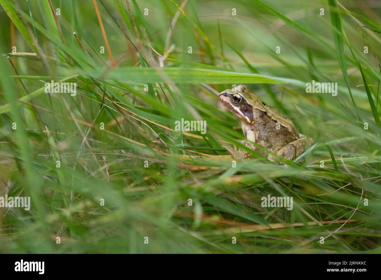 Common Frog (Rana temporaria) hiding in long grass in uncut area of lawn in wildlife garden - UK Stock Photo