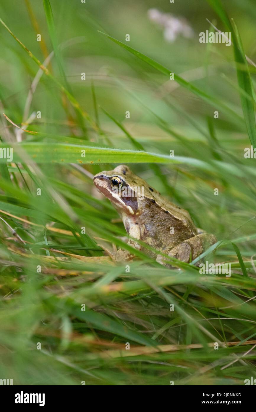 Common Frog (Rana temporaria) hiding in long grass in uncut area of lawn in wildlife garden - UK Stock Photo