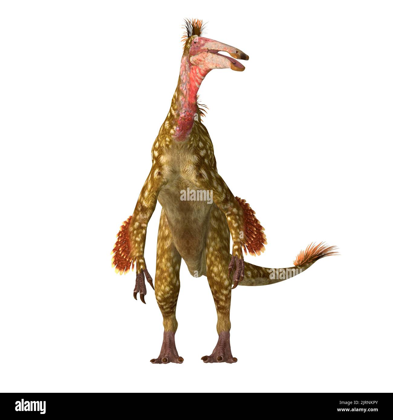 Deinocheirus was a predatory theropod dinosaur that lived during the Cretaceous Period of Mongolia. Stock Photo