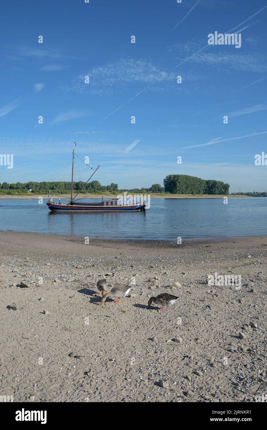 traditional Eel Fishing Boat called Aalschokker at Rhine River in Monheim am Rhein,Germany Stock Photo