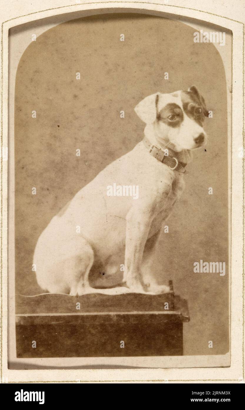 Small dog, circa 1870, Dunedin, by Burton Brothers Stock Photo Alamy